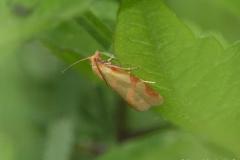 Clepsis zébré, papillon, Drôme, juin 2025