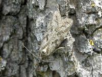 Cnephasia sp