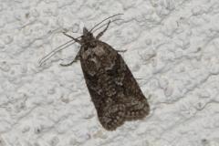 Cnéphasie du Cyprès, papillon, Drôme, avril 2026