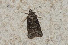 Cnéphasie du Cyprès, papillon, Drôme, avril 2026
