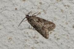 Cnéphasie du Cyprès, papillon, Drôme, avril 2025