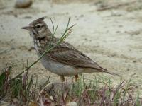 Cochevis huppé