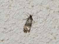 Cochylide à tête noire