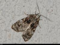 Cochylide rugueuse
