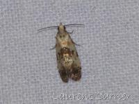 Cochylide de la Picride
