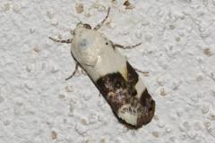 Collier blanc, papillon, Drôme, juillet 2025