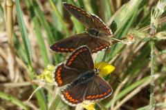 Collier de corail, papillon, Drôme, juillet 2025