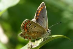Collier de corail, papillon, Drôme, juillet 2025