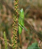 Ruspolie à tête de cône, femelle, larve, Drôme, juillet 2017