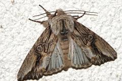 Conspicillaire, papillon, Drôme, avril 2026