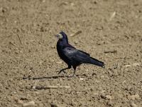 Corbeau freux