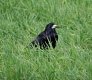 Corbeau freux, Drôme, avril 2019