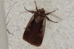 Cordon blanc, papillon, Drôme, août 2025