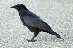Corneille noire,  immature, Drôme, janvier 2023