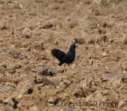 Corneille noire, Drôme, octobre 2015