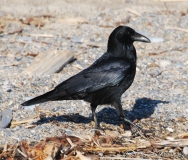 Corneille noire, Alpes-maritimes, décembre 2016