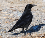 Corneille noire, Alpes-maritimes, décembre 2016