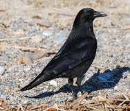 Corneille noire, Alpes-maritimes, décembre 2016