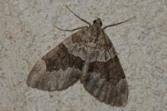 Corythée sobre, papillon, Drôme, octobre 2025