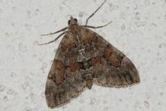 Corythée sobre, papillon, Drôme, mai 2026
