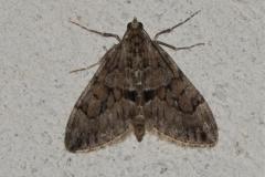 Corythée sobre, papillon, Drôme, mai 2025