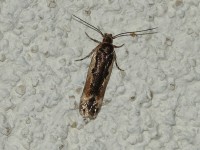 Cosmardia moritzella