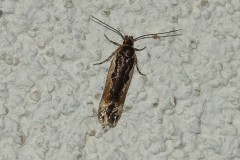 Cosmardia moritzella, papillon, Drôme, octobre 2026