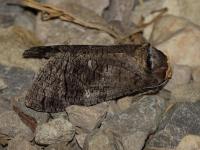 Cossidae
