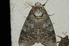 Cossus gâte-bois, papillon, Drôme, juillet 2026