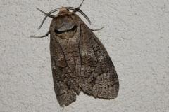 Cossus gâte-bois, papillon, Drôme, juin 2026