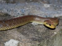 Couleuvre d'Esculape