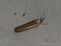 Crambus à strie large