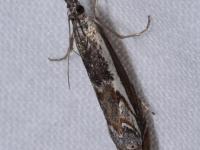 Crambus alpestre