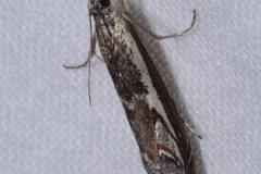 Crambus alpestre, imago, Drôme, août 2023