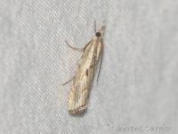 Crambus anguleux