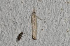 Crambus anguleux, papillon, Drôme, septembre 2025