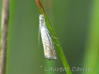Crambus carré 