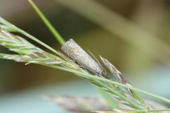 Crambus carré, papillon, Drôme, mai 2025