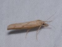 Crambus contaminé