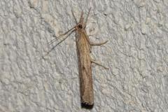 Crambus contaminé , papillon, Drôme, juin 2025