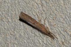 Crambus contaminé , papillon, Drôme, juin 2025