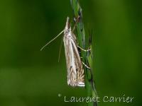 Crambus des prés