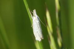 Crambus des prés, papillon, Drôme, mai 2025