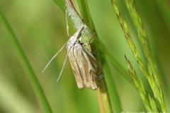 Crambus des prés, papillon, Drôme, mai 2025