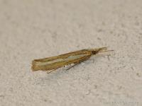 Crambus des tiges
