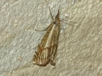 Crambus des Champs