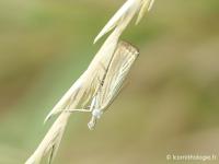 Crambus des chaumes