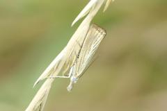 Crambus des chaumes, papillon, Drôme, juillet 2026