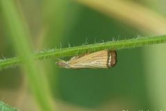 Crambus des chaumes, papillon, Drôme, juillet 2026