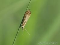 Crambus des jardins